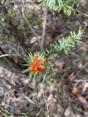 Pultenaea stipularis
