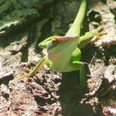 Anolis allisoni