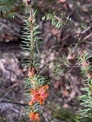 Pultenaea stipularis