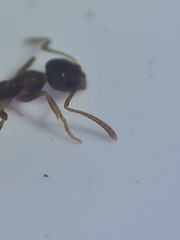 Prolasius advena