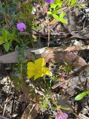Hibbertia nitida