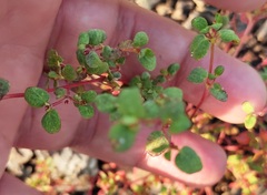 Euphorbia vermiculata