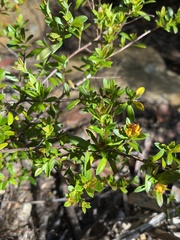 Hibbertia nitida