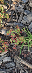 Euphorbia vermiculata