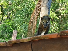 Nasua nasua