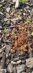 Euphorbia vermiculata