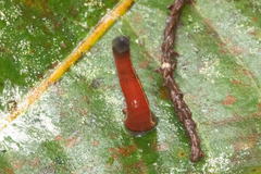 Haemadipsa picta
