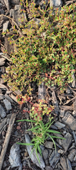 Euphorbia vermiculata