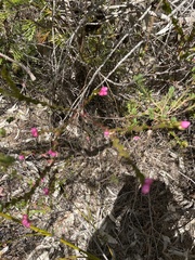 Boronia serrulata
