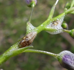 Bathyllus albicinctus