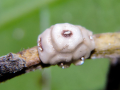 Ceroplastes cirripediformis
