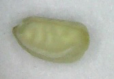 Euphorbia vermiculata