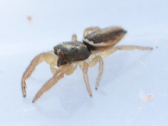 Marpissa grata