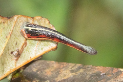 Haemadipsa picta