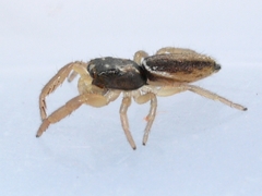 Marpissa grata