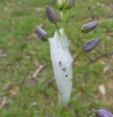 Bathyllus albicinctus