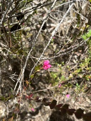 Boronia serrulata