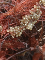 Atheriniformes