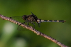 Erythemis plebeja