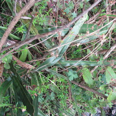 Elaphoglossum