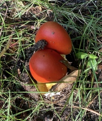 Amanita