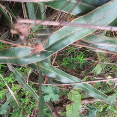 Elaphoglossum