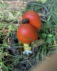 Amanita