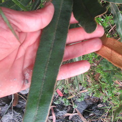 Elaphoglossum