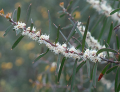 Hakea repullulans