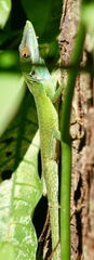 Anolis allisoni
