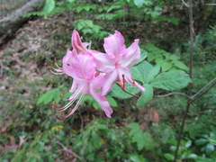 Rhododendron prinophyllum