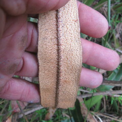 Elaphoglossum