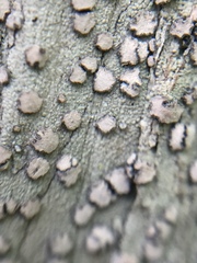 Lecanactis subfarinosa