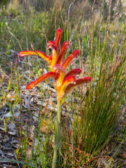Anigozanthos humilis
