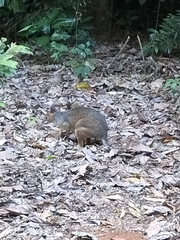 Thylogale stigmatica