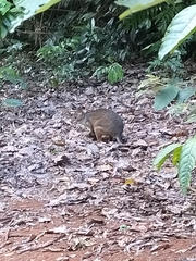 Thylogale stigmatica