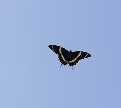 Papilio garamas garamas