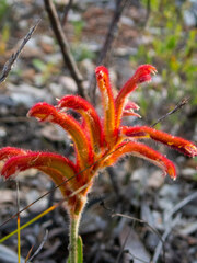 Anigozanthos humilis