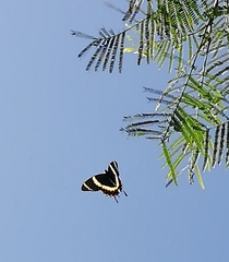 Papilio garamas garamas