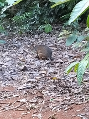 Thylogale stigmatica