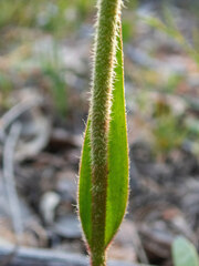 Anigozanthos humilis
