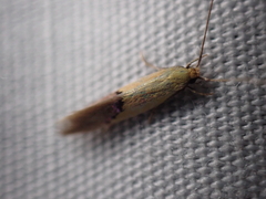 Opogona protodoxa