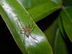 Cheiracanthiidae