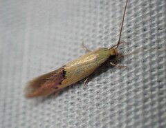 Opogona protodoxa