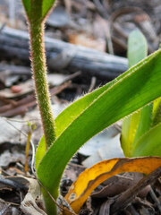 Anigozanthos humilis