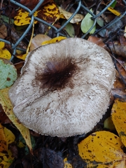 Agaricus deardorffensis