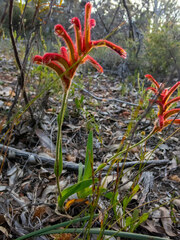Anigozanthos humilis