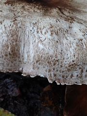 Agaricus deardorffensis