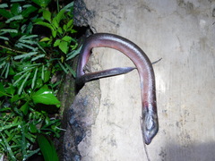 Monopterus javanensis