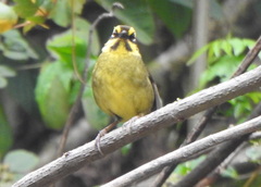 Atlapetes citrinellus